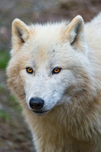 From flicker user tambako. Used under a CreativeCommons License.